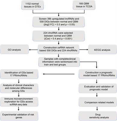 Identification of Immune-Related lncRNA Prognostic Signature and Molecular Subtypes for Glioblastoma